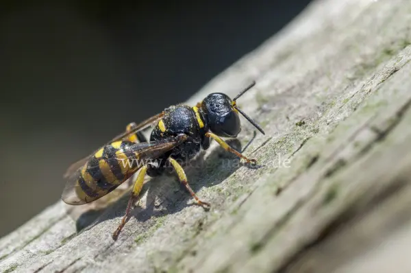 Fokus-Natur Bild