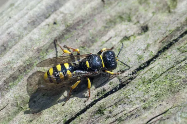 Fokus-Natur Bild