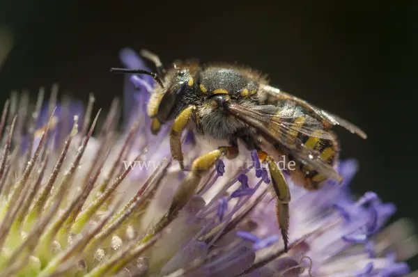 Fokus-Natur Bild