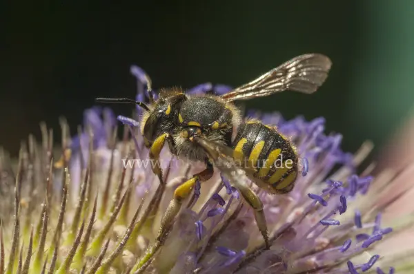 Fokus-Natur Bild