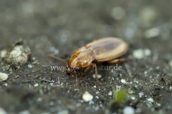 Fokus-Natur Bild