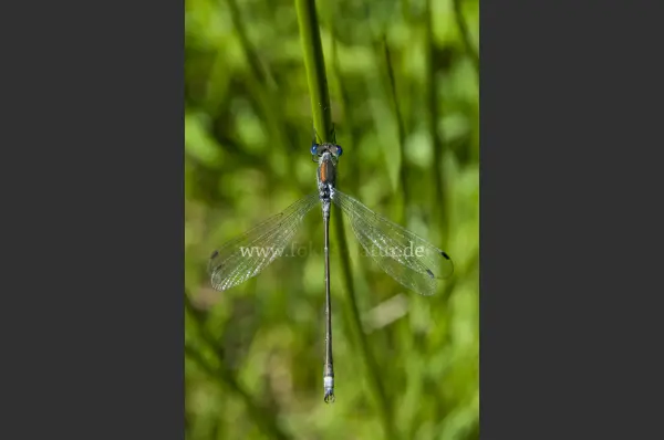Fokus-Natur Bild