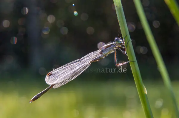Fokus-Natur Bild