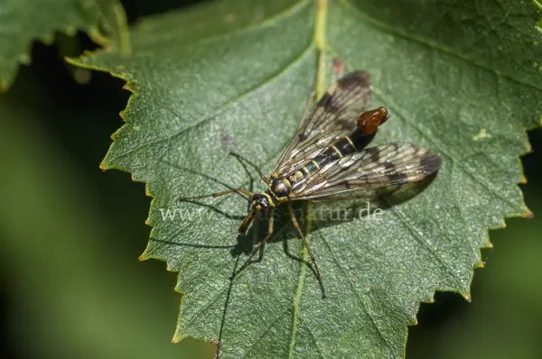 Fokus-Natur Bild