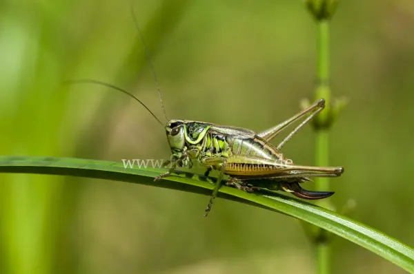 Fokus-Natur Bild