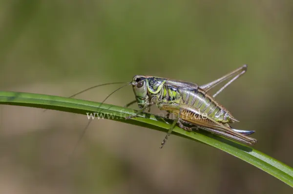 Fokus-Natur Bild