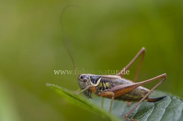 Fokus-Natur Bild