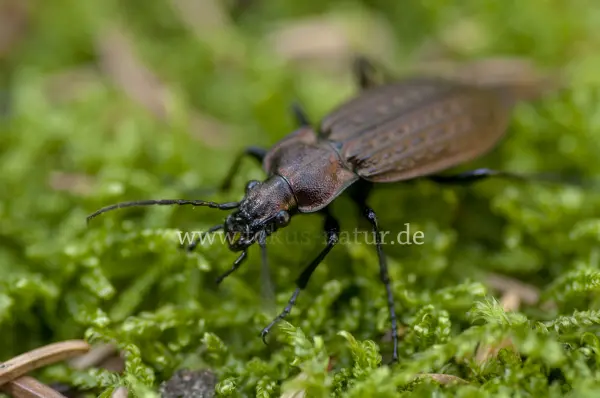 Fokus-Natur Bild