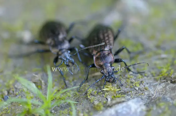 Fokus-Natur Bild