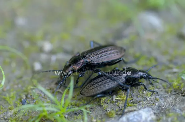 Fokus-Natur Bild