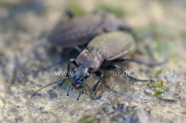 Fokus-Natur Bild