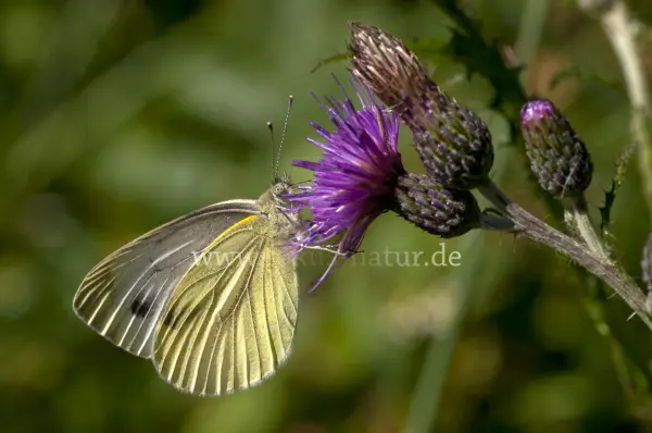 Fokus-Natur Bild