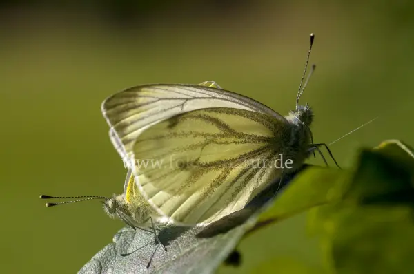 Fokus-Natur Bild