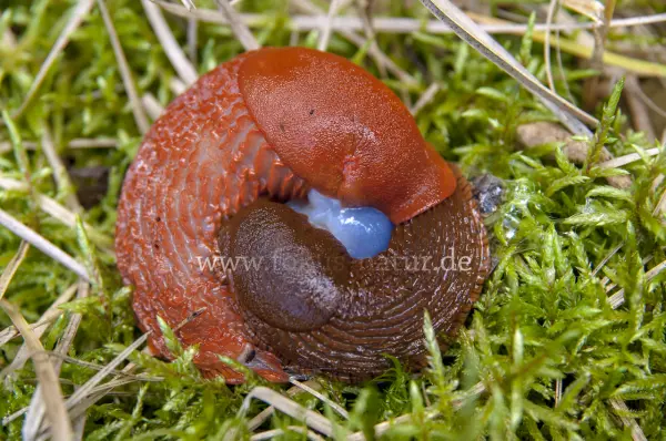 Fokus-Natur Bild