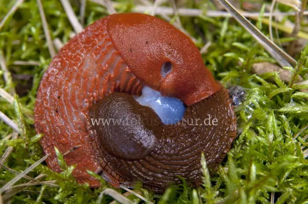 Fokus-Natur Bild