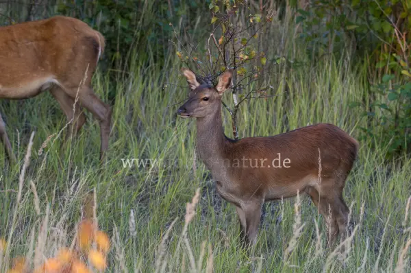 Fokus-Natur Bild