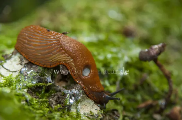 Fokus-Natur Bild