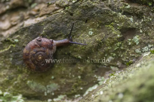 Fokus-Natur Bild