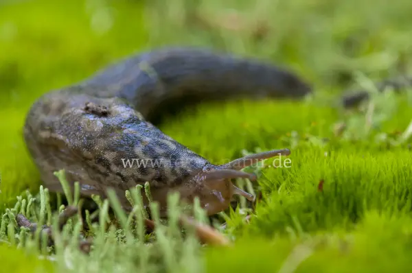 Fokus-Natur Bild