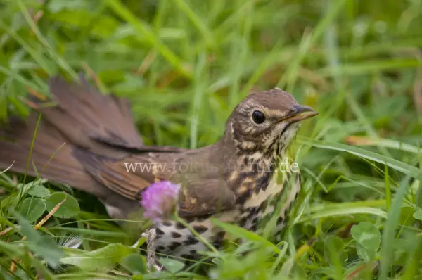 Fokus-Natur Bild