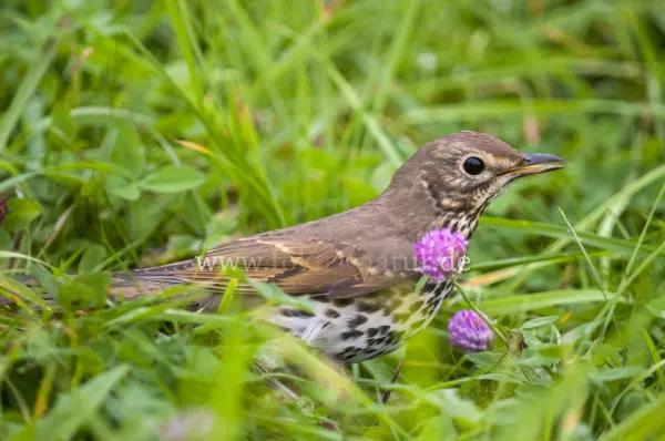 Fokus-Natur Bild