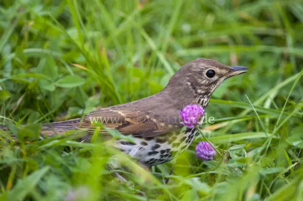 Fokus-Natur Bild
