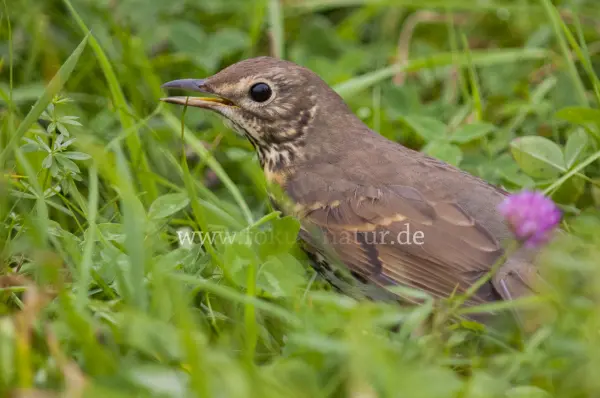 Fokus-Natur Bild