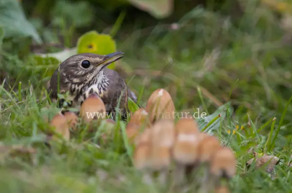 Fokus-Natur Bild