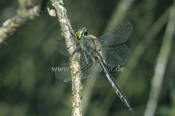 Fokus-Natur Bild