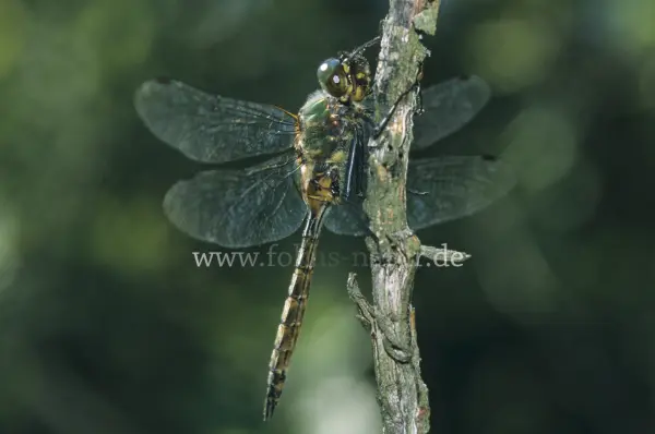 Fokus-Natur Bild