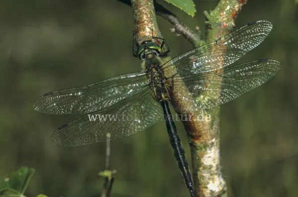 Fokus-Natur Bild
