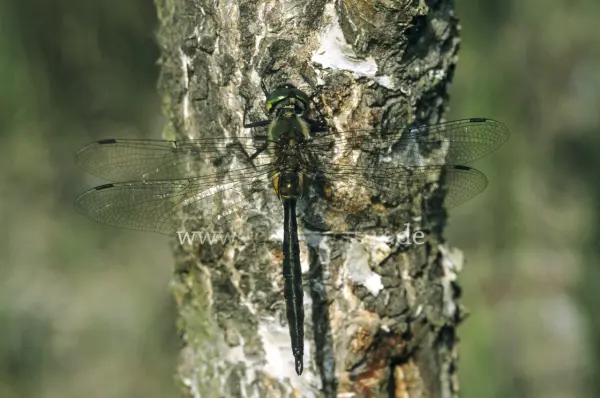 Fokus-Natur Bild