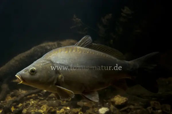Fokus-Natur Bild