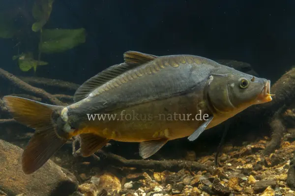 Fokus-Natur Bild