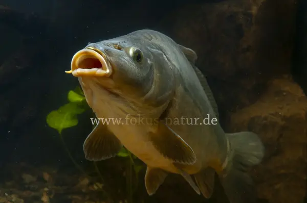 Fokus-Natur Bild