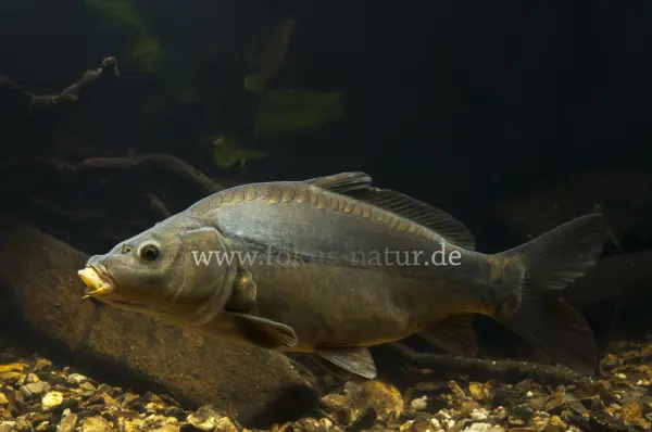 Fokus-Natur Bild
