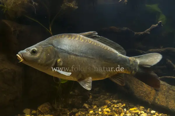 Fokus-Natur Bild