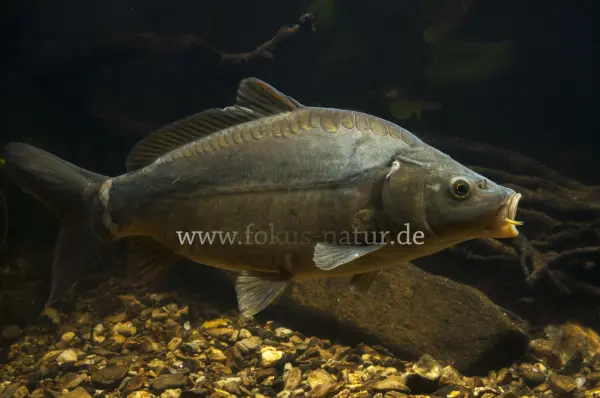Fokus-Natur Bild