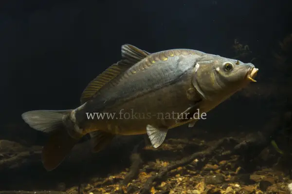Fokus-Natur Bild