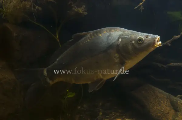 Fokus-Natur Bild