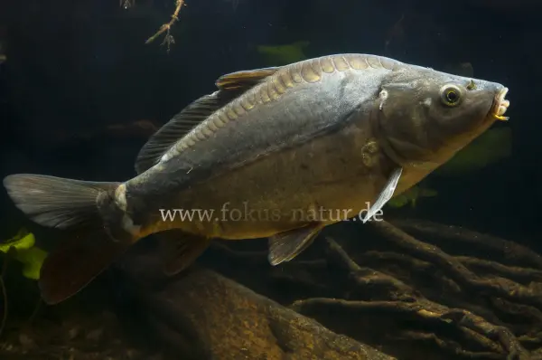 Fokus-Natur Bild