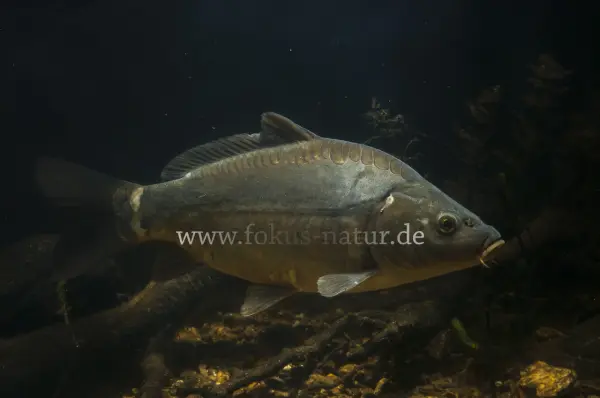Fokus-Natur Bild