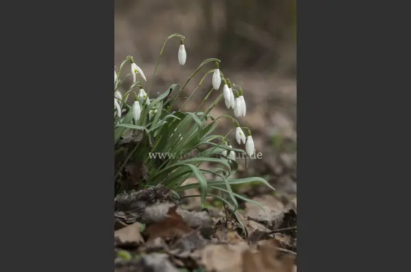 Fokus-Natur Bild