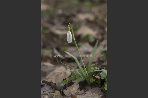 Fokus-Natur Bild
