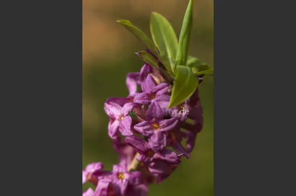 Fokus-Natur Bild