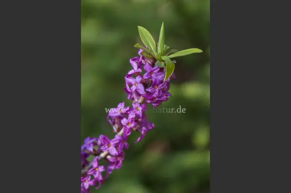 Fokus-Natur Bild