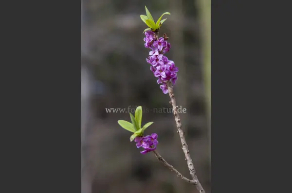 Fokus-Natur Bild