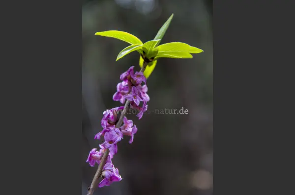 Fokus-Natur Bild