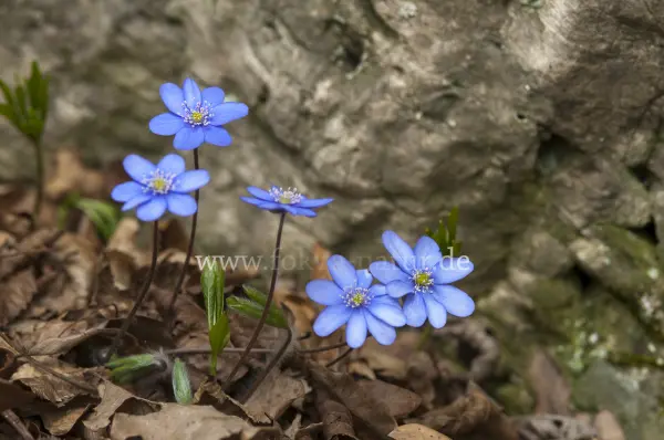 Fokus-Natur Bild