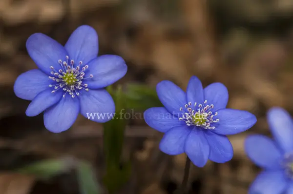 Fokus-Natur Bild
